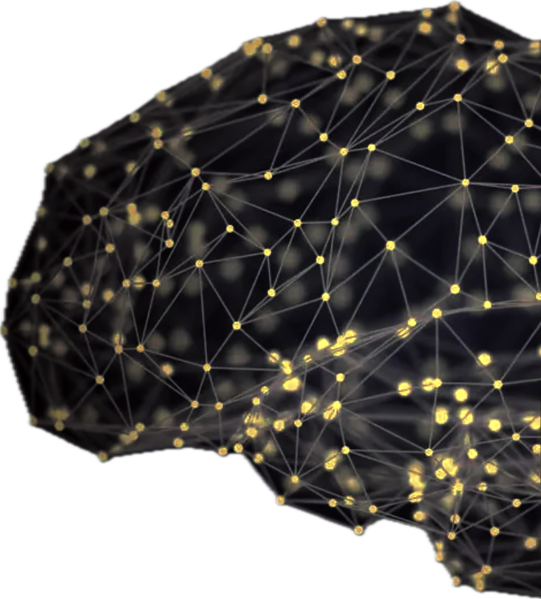 brain